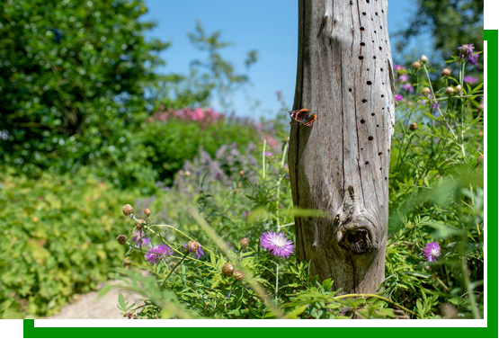 Natuurlijk-tuinontwerp wat doen wij Natuurlijk-tuinontwerp wat doen wij