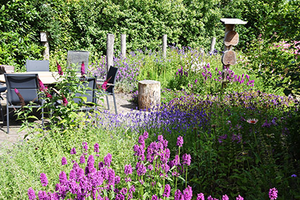 Vlindervriendelijke paarse bloemen tuin Natuurlijk Tuinontwerp