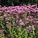 Kruidentuin - Wilde marjolein (Origanum vulgare) en Bergamot (Monarda Croftway pink)