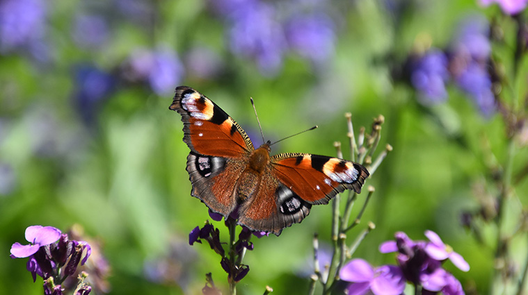 Atalanta vlinder op Erysimum