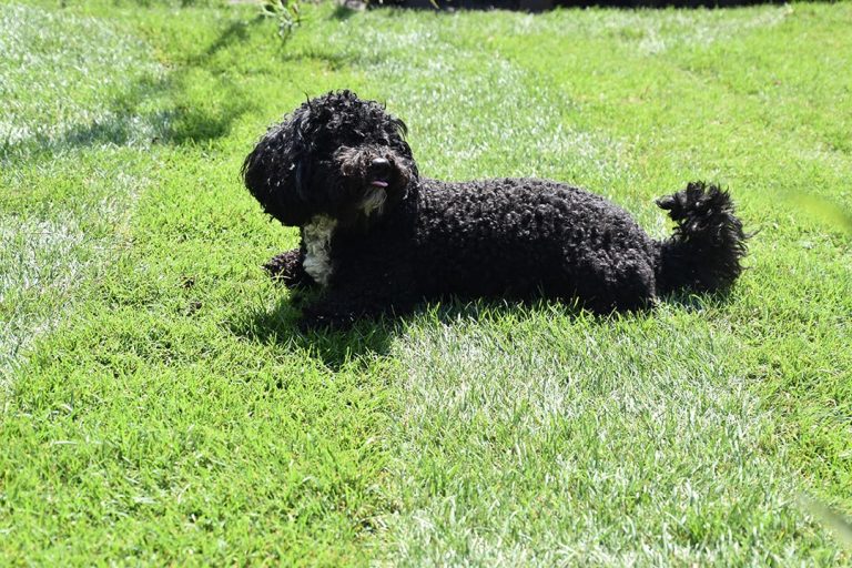 hitte stress - hond in gras - Natuurlijk Tuinontwerp
