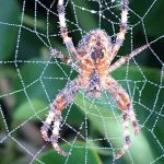 Spinnenweb - Kruisspin in spinnenweb winterbeeld - Natuurlijk tuinontwerp