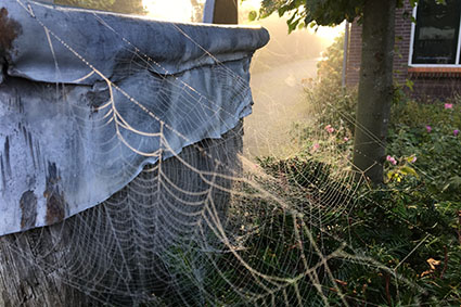 Spinnenweb - Spinnenweb bij poort showtuin - Natuurlijk tuinontwerp