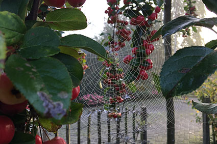 Spinnenweb - Spinnenweb in Malus red Sentinal - Natuurlijk tuinontwerp