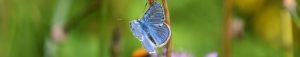 Bijzondere verhal pimpernelblauwtje - Blauwtje bij Knautia arvensis - Natuurlijk tuinontwerp (2)