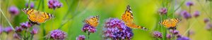 Vlinders in de winter - Distelvlinder op Verbena bonariensis - Natuurlijk tuinontwerp