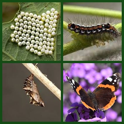 Vlinders in de winter - Eitjes, rups, pop, vlinder - Natuurlijk tuinontwerp