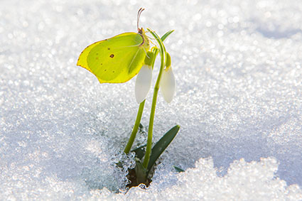 Vlinders in de winter - citroenvlinder op sneeuwklokje - Natuurlijk tuinontwerp