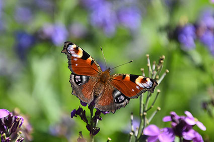 Vlinders in de winter - dagpauwoog - Natuurlijk tuinontwerp