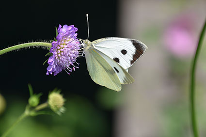 Vlinders in de winter - grote koolwitje - Natuurlijk tuinontwerp