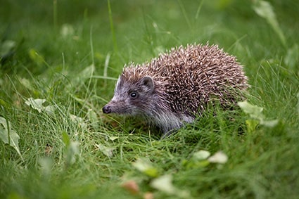 Egels - Bruine egel in het gras - Natuurlijk tuinontwerp