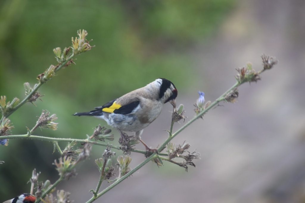 Blog-beleef-de-tuin-Putter-eet-zaadjes-van-de-Echium-vulgare-natuurlijk-tuinontwerp