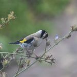 Blog-beleef-de-tuin-Putter-eet-zaadjes-van-de-Echium-vulgare-natuurlijk-tuinontwerp